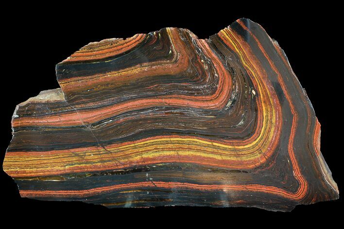 Polished Tiger Iron Stromatolite - ( Billion Years) #92828